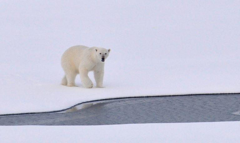 Polarnim medvjedima u Finskoj Božić stigao sa snijegom u srpnju