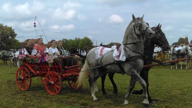 Tradicijska priredbi “Konji bjelci” u Babinoj Gredi