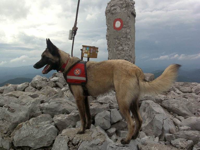 Uginuo potražni pas HGSS Stanice Rijeka – Luxa