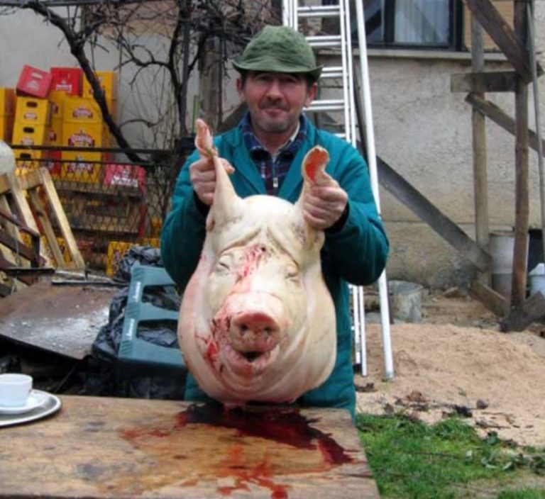 Ultimatum iz EU: ‘Morate odmah poklati 50.000 svinja’