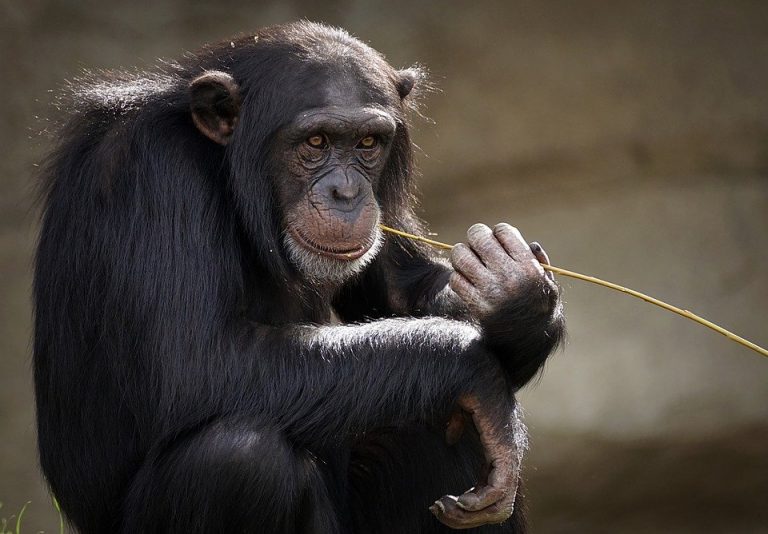 U 63. godini uginuo najstariji mužjak čimpanze u ZOO-u u San Franciscu