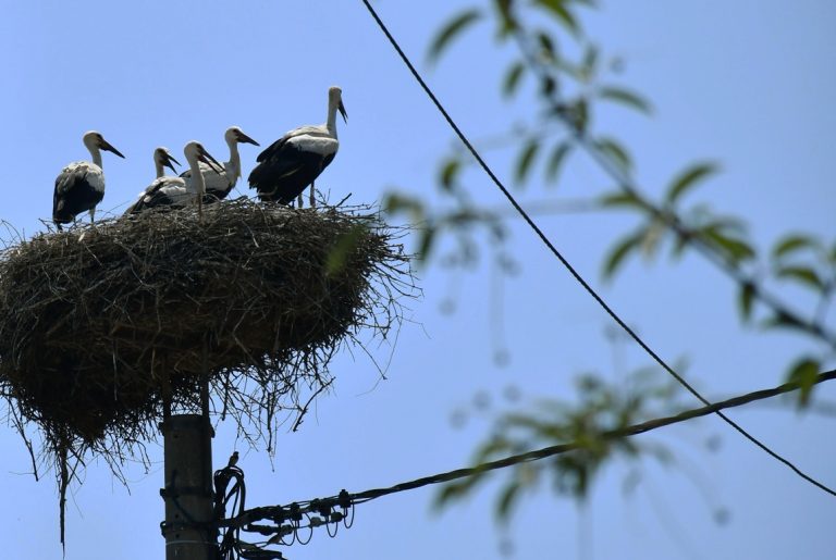 Uginula Malena, najpoznatija roda na svijetu